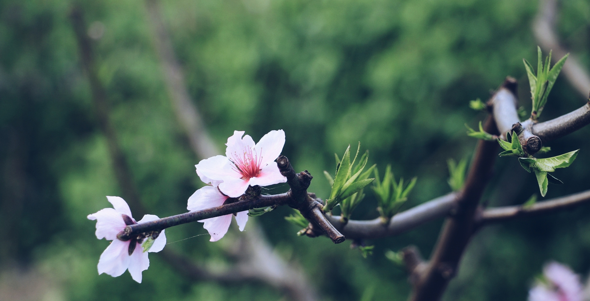 一世桃花梦